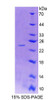 Human Recombinant Syndecan 4 (SDC4)