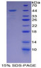 Cattle Recombinant Transforming Growth Factor Beta 3 (TGFb3)