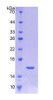 Pig Recombinant Transforming Growth Factor Beta 3 (TGFb3)