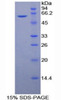 Mouse Recombinant Cluster Of Differentiation 34 (CD34)