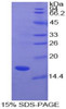 Cattle Recombinant Superoxide Dismutase 1, Soluble (SOD1)