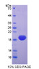 Chicken Recombinant Superoxide Dismutase 1, Soluble (SOD1)