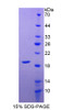 Pig Recombinant Superoxide Dismutase 1, Soluble (SOD1)