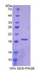 Rabbit Recombinant Superoxide Dismutase 1, Soluble (SOD1)