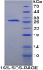 Rat Recombinant Protein S (PROS)