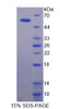 Rat Recombinant Pigment Epithelium Derived Factor (PEDF)