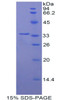 Pig Recombinant Hepcidin (Hepc)