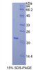 Mouse Recombinant Toll Like Receptor 3 (TLR3)