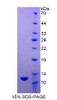 Horse Recombinant Apolipoprotein C2 (APOC2)