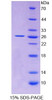 Rat Recombinant Apolipoprotein A5 (APOA5)