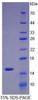 Rat Recombinant Interleukin 34 (IL34)