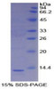 Mouse Recombinant S100 Calcium Binding Protein A4 (S100A4)