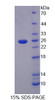 Pig Recombinant Transferrin (TRF)