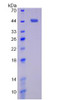 Mouse Recombinant Matrix Metalloproteinase 14 (MMP14)