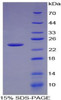 Mouse Recombinant Chemokine C-X-C-Motif Ligand 15 (CXCL15)