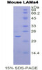 Mouse Recombinant Laminin Alpha 4 (LAMa4)