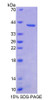 Human Recombinant Bone Morphogenetic Protein 3 (BMP3)