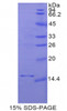 Rat Recombinant Growth Differentiation Factor 3 (GDF3)