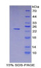 Pig Recombinant Major Histocompatibility Complex Class II DR Alpha (MHCDRa)