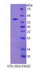 Rat Recombinant Neurocan (NCAN)