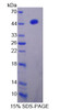 Human Recombinant Interferon Regulatory Factor 2 (IRF2)