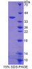 Human Recombinant E1A Binding Protein P300 (EP300)