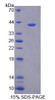 Mouse Recombinant Heterogeneous Nuclear Ribonucleoprotein A1 (HNRPA1)