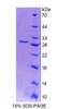 Mouse Recombinant Actin Filament Associated Protein 1 (AFAP1)