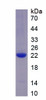 Human Recombinant Anterior Gradient Protein 2 (AGR2)