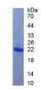 Human Recombinant Allograft Inflammatory Factor 1 (AIF1)