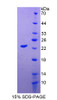 Horse Recombinant Apolipoprotein M (APOM)