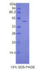 Mouse Recombinant Angiotensin III (AngIII)