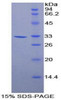 Mouse Recombinant Annexin A6 (ANXA6)