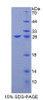 Human Recombinant Calcium And Integrin Binding Protein 1 (CIB1)