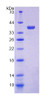 Mouse Recombinant Cytochrome C Oxidase Subunit VIc (COX6c)