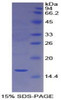 Mouse Recombinant Cubilin (CUBN)