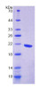 Human Recombinant G-Elongation Factor, Mitochondrial 1 (GFM1)