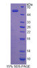 Human Recombinant Glycolipid Transfer Protein (GLTP)