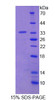 Mouse Recombinant Lymphocyte Specific Protein 1 (LSP1)