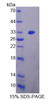 Mouse Recombinant Zuotin Related Factor 1 (ZRF1)