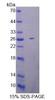 Mouse Recombinant Mitochondrial Ribosomal Protein L1 (MRPL1)