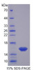 Mouse Recombinant Osteoglycin (OGN)