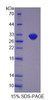 Mouse Recombinant Oviductal Glycoprotein 1 (OVGP1)