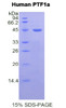 Human Recombinant Pancreas Specific Transcription Factor 1a (PTF1a)