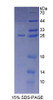 Human Recombinant Synaptosomal Associated Protein 23kDa (SNAP23)