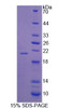 Human Recombinant Synaptopodin (SYNPO)