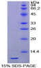 Chicken Recombinant Heat Shock 70kDa Protein 8 (HSPA8)