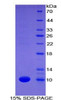 Mouse Recombinant Fibulin 5 (FBLN5)