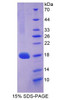 Mouse Recombinant Collagen Type III Alpha 1 (COL3a1)