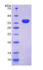 Human Recombinant Myosin Heavy Chain 10, Non Muscle (MYH10)